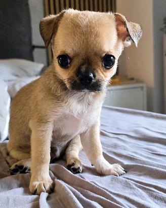 Tenero cucciolo