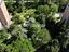 Immagine 24