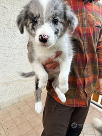 Cuccioli border collie