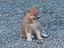 Immagine 5