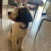 Lagotto romagnolo pedigree ROI da MONTA
