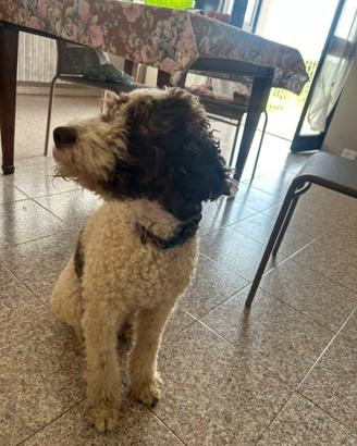 Lagotto romagnolo pedigree ROI da MONTA