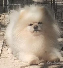 Spitz solo per monta