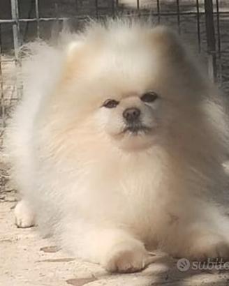 Spitz solo per monta