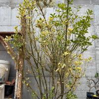 pianta evonimo giapponese