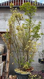 pianta evonimo giapponese