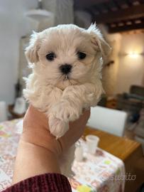 Maltese coreano