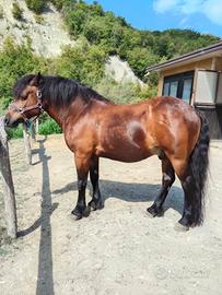 Bardigiano 13 anni