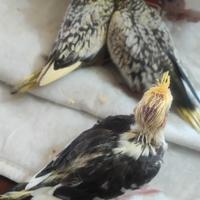 Inseparabili e calopsite