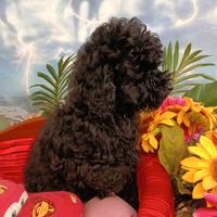 Femminuccia Nero Barboncino Taglia Piccola Pre