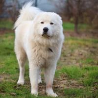 Maremmano Abruzzese di rara bellezza