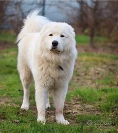 Maremmano Abruzzese di rara bellezza