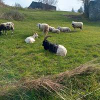 Caprone valesano di buona razza di 6 anni