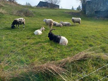Caprone valesano di buona razza di 6 anni