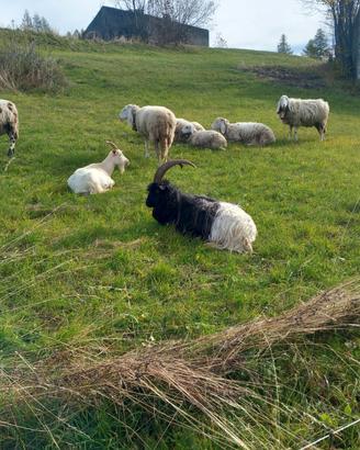Caprone valesano di buona razza di 6 anni