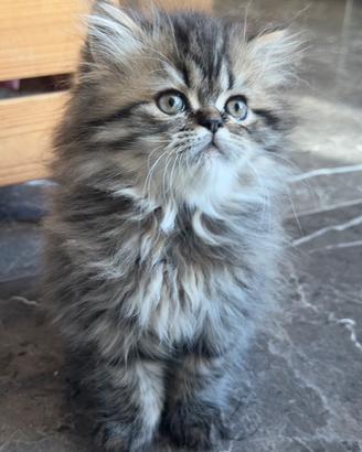 Gatto persiano