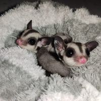 Cuccioli di petauro dello zucchero