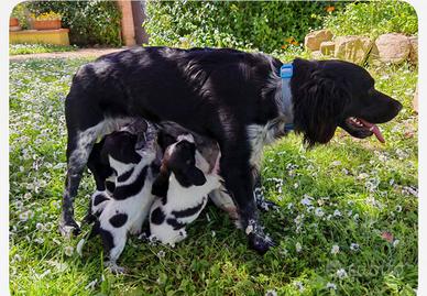 Cuccioli Di Breton Bianco Nero