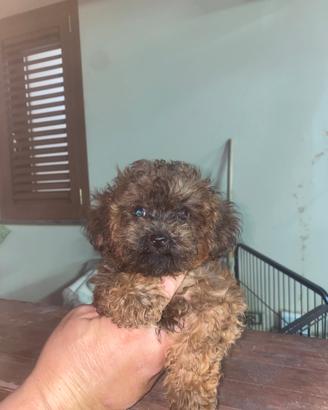 Barboncino maltipoo