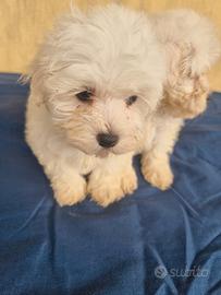 cuccioli maltesi mini toy 