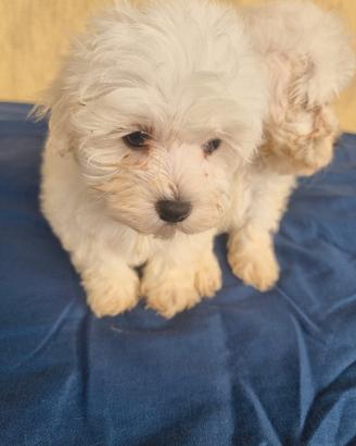 cuccioli maltesi mini toy 