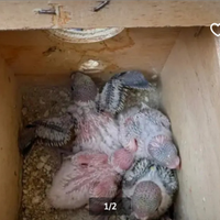 Pulli di cocorito da imbecco