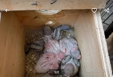 Pulli di cocorito da imbecco