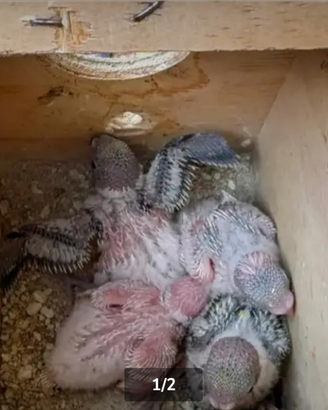 Pulli di cocorito da imbecco
