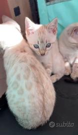 Cuccioli di Gatto Bengala