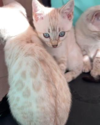 Cuccioli di Gatto Bengala