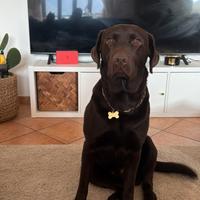 Labrador chocolate