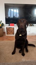 Labrador chocolate
