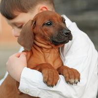 Cuccioli di razza Rhodesian Ridgeback