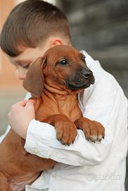 Cuccioli di razza Rhodesian Ridgeback