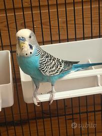 Coppia cocorite riproduttiva