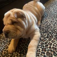 Sharpei cucciolo