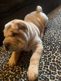 Sharpei cucciolo