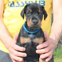 Cuccioli di Dobermann