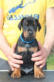 Cuccioli di Dobermann