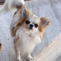 Chihuahua Maschio disponibile per monta