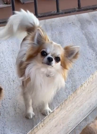 Chihuahua Maschio disponibile per monta