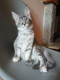 Dolcissima cucciola di Maine Coon