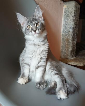 Dolcissima cucciola di Maine Coon
