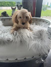Maltipoo