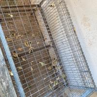 Gabbia x polli 100x 60