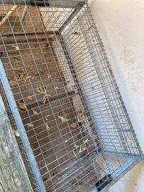 Gabbia x polli 100x 60