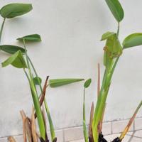 piante da laghetto o da vaso