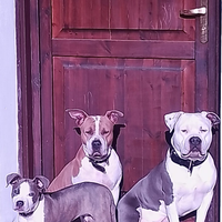 Cucciola American Staffordshire Terrier vendita