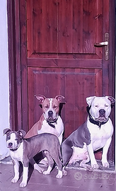 Cucciola American Staffordshire Terrier vendita