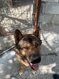 Cane da accoppiamento/ monta